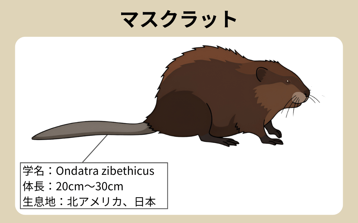 マスクラット