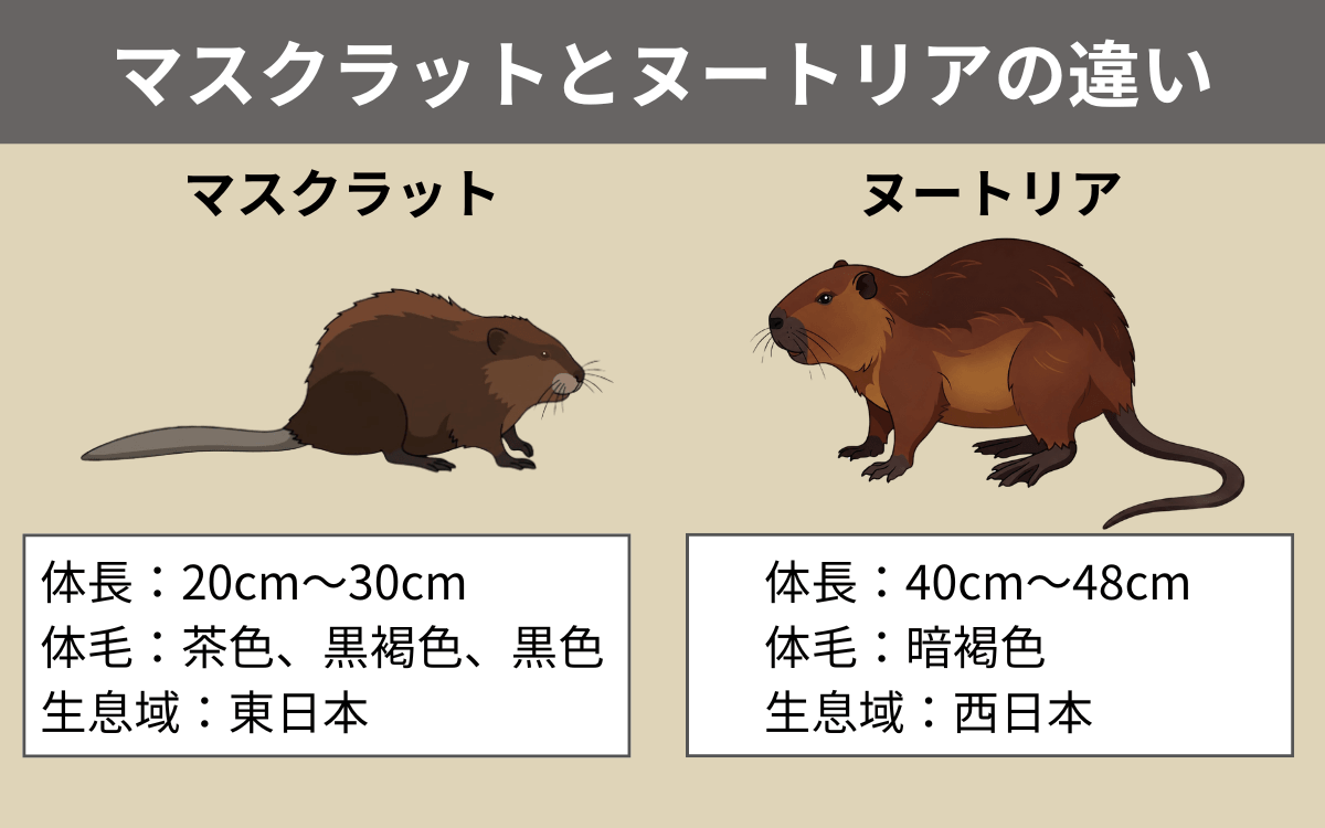 マスクラットとヌートリアの違い