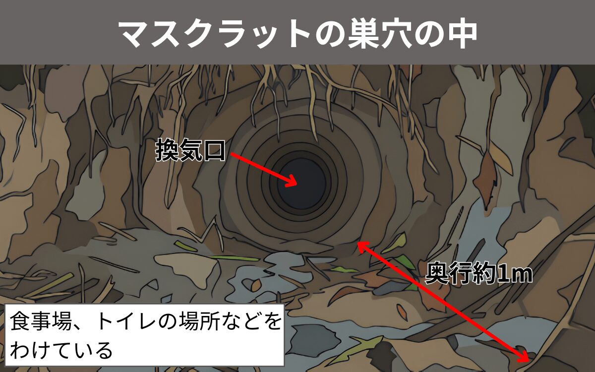 マスクラットの巣穴の中