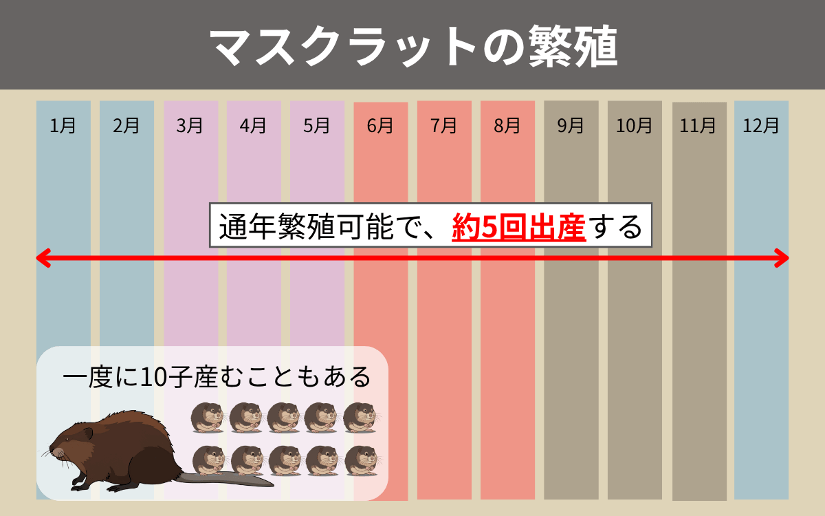 マスクラットの繁殖