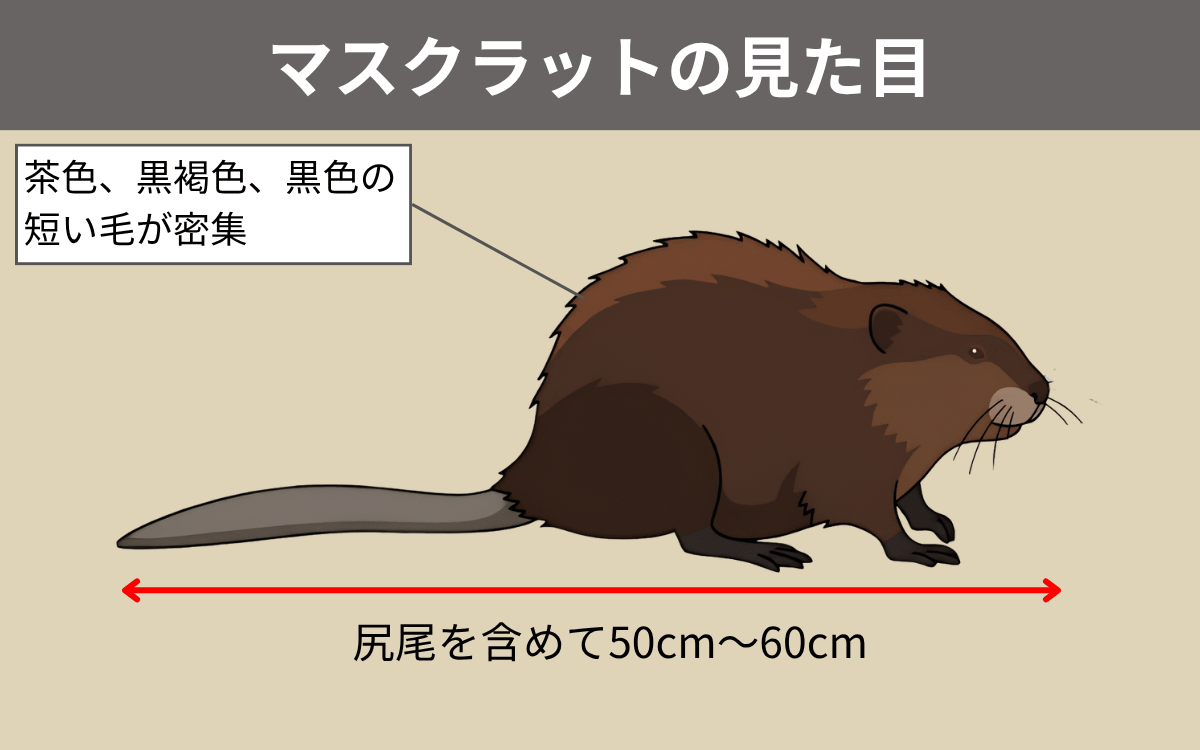 マスクラットの見た目