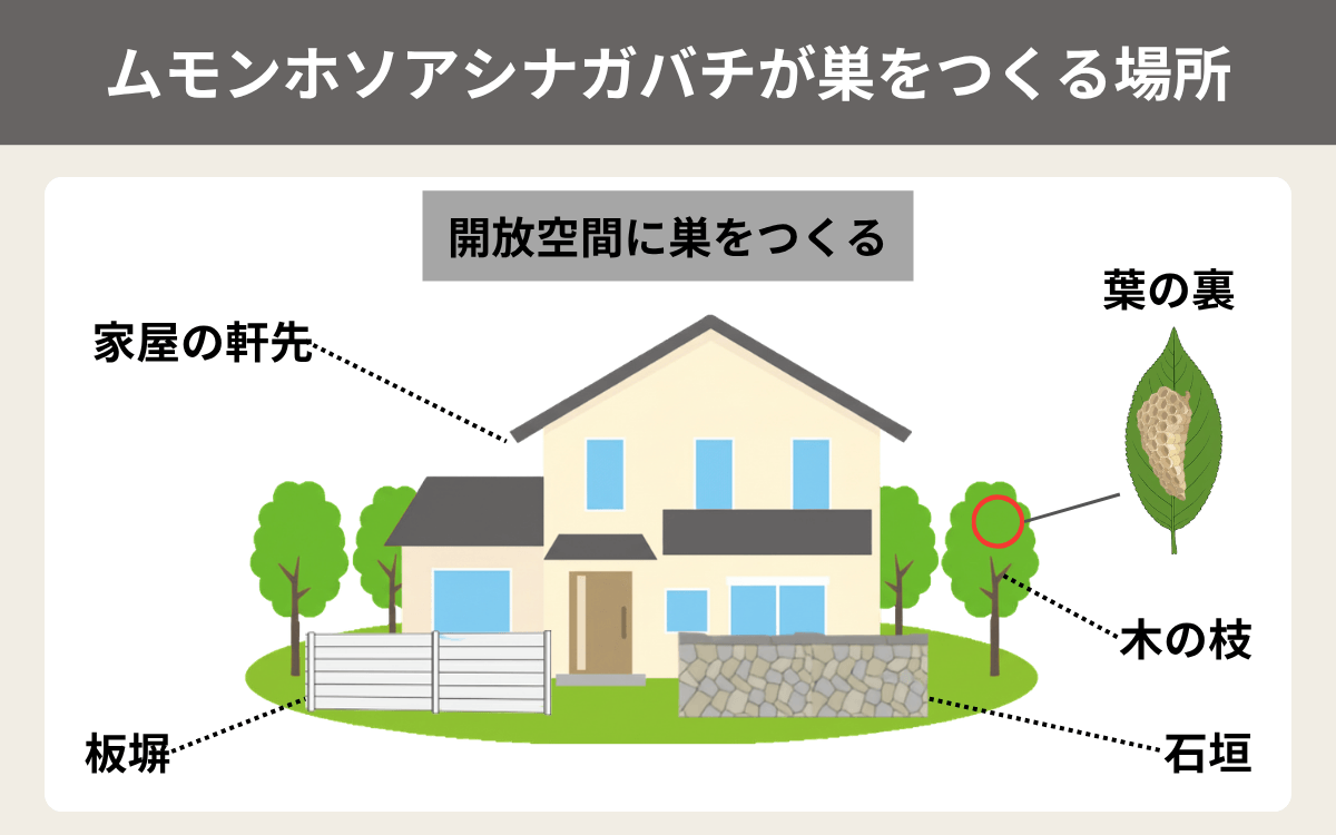 ムモンホソアシナガバチが巣をつくる場所