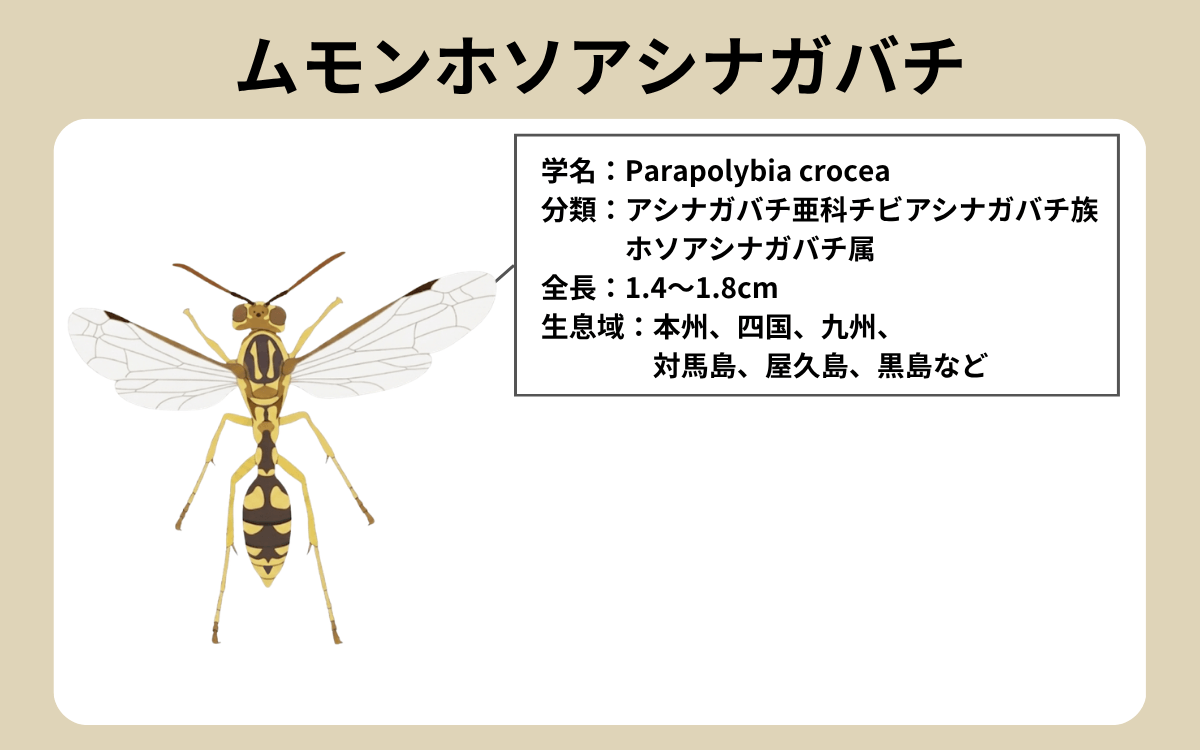 ムモンホソアシナガバチってどんなハチ？