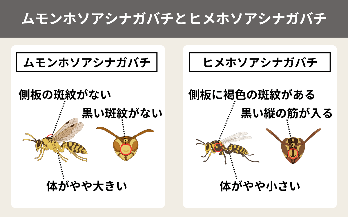 ムモンホソアシナガバチとヒメホソアシナガバチ