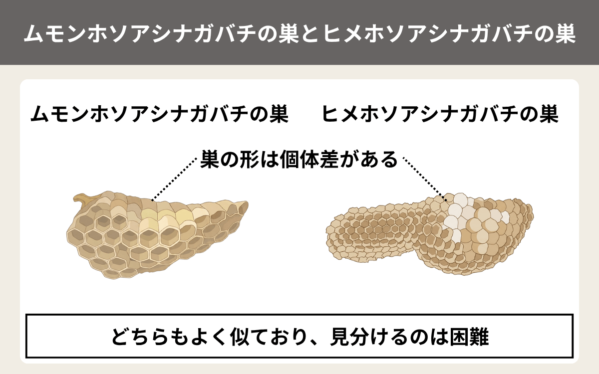 ムモンホソアシナガバチの巣とヒメホソアシナガバチの巣