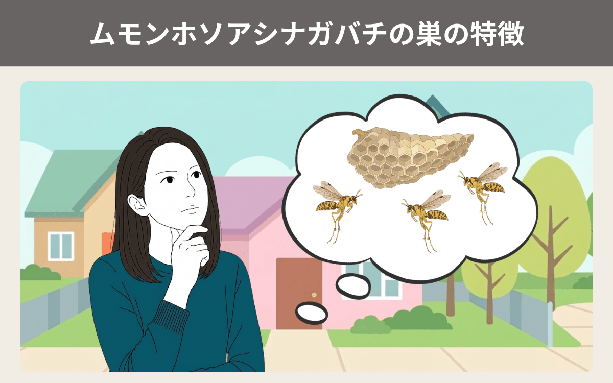 ムモンホソアシナガバチの巣の特徴