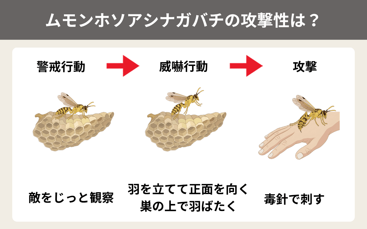 ムモンホソアシナガバチの攻撃性は？