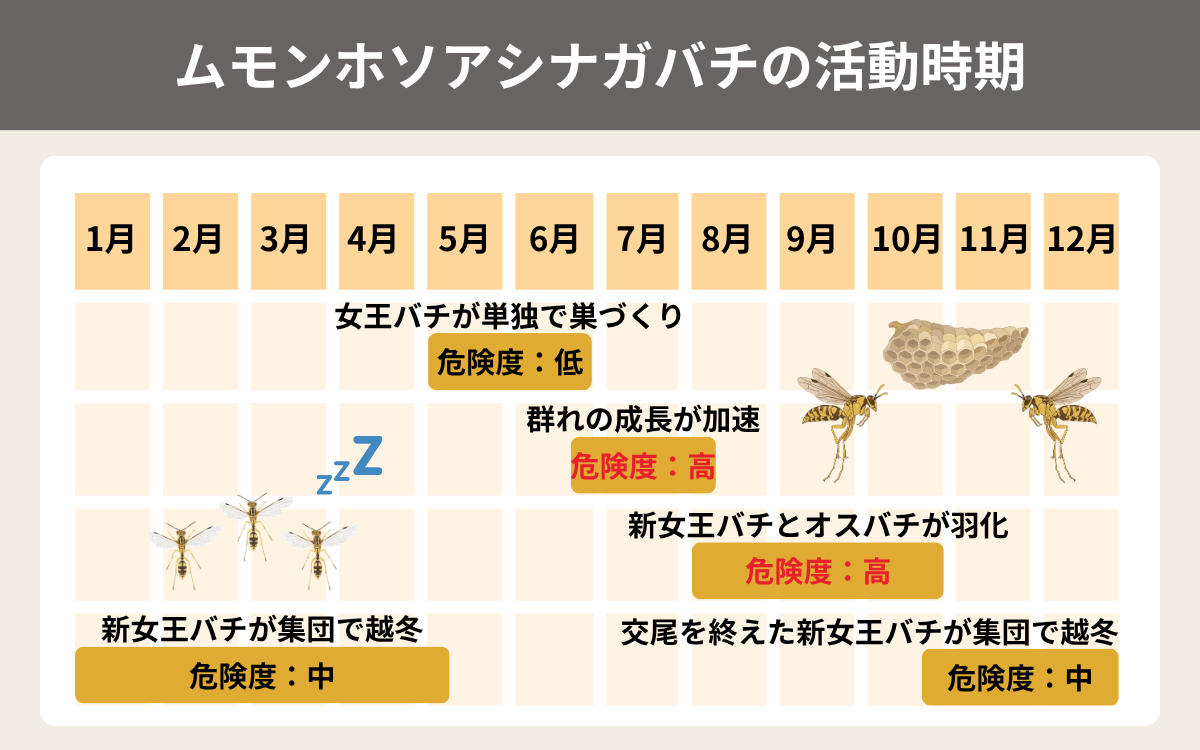 ムモンホソアシナガバチの活動時期
