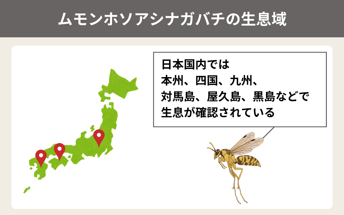 ムモンホソアシナガバチの生息域