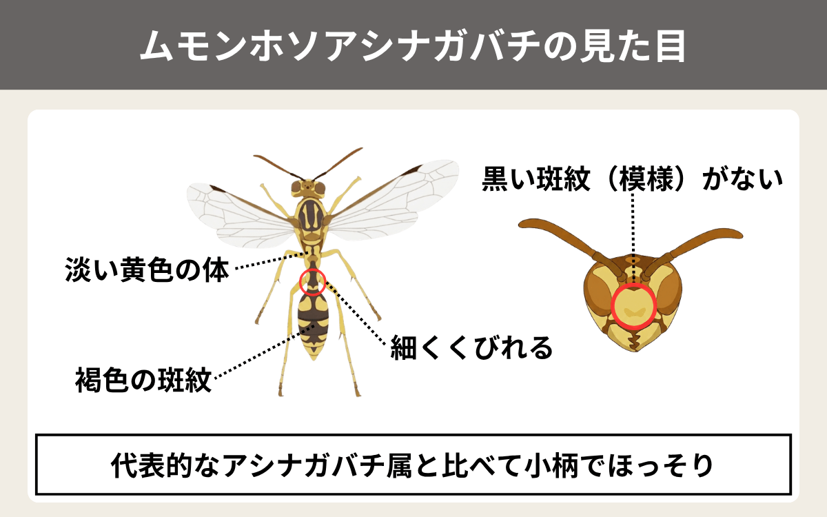 ムモンホソアシナガバチの見た目