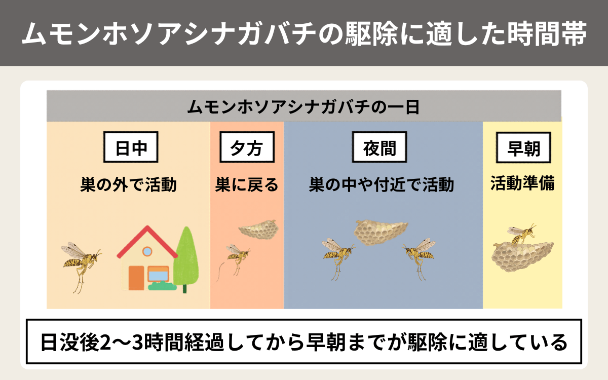 ムモンホソアシナガバチの駆除に適した時間帯