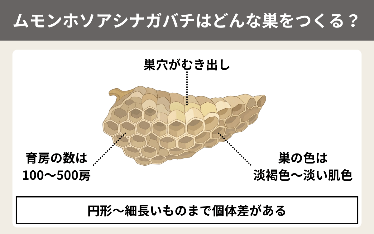ムモンホソアシナガバチはどんな巣をつくる？