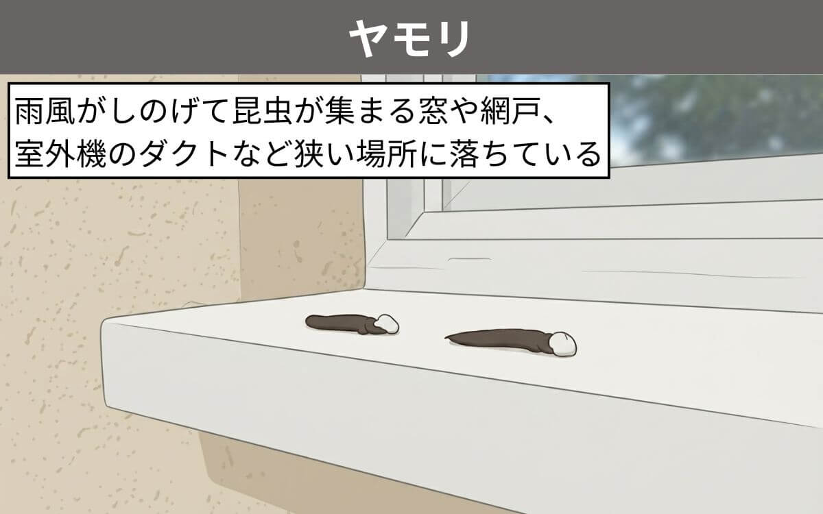 ヤモリのフンが落ちている場所