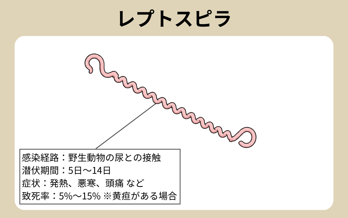 レプトスピラ