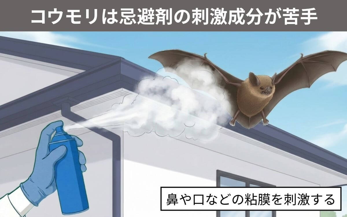 忌避剤の刺激成分がコウモリに効果的