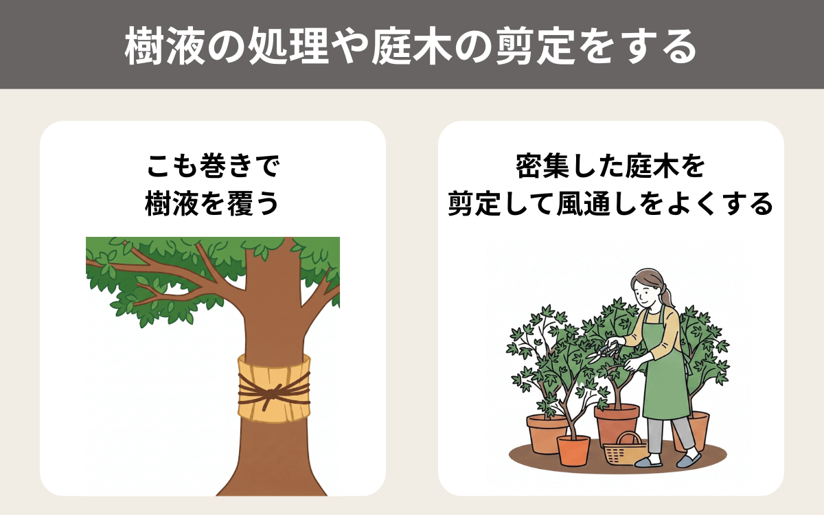 樹液の処理や庭木の剪定をする