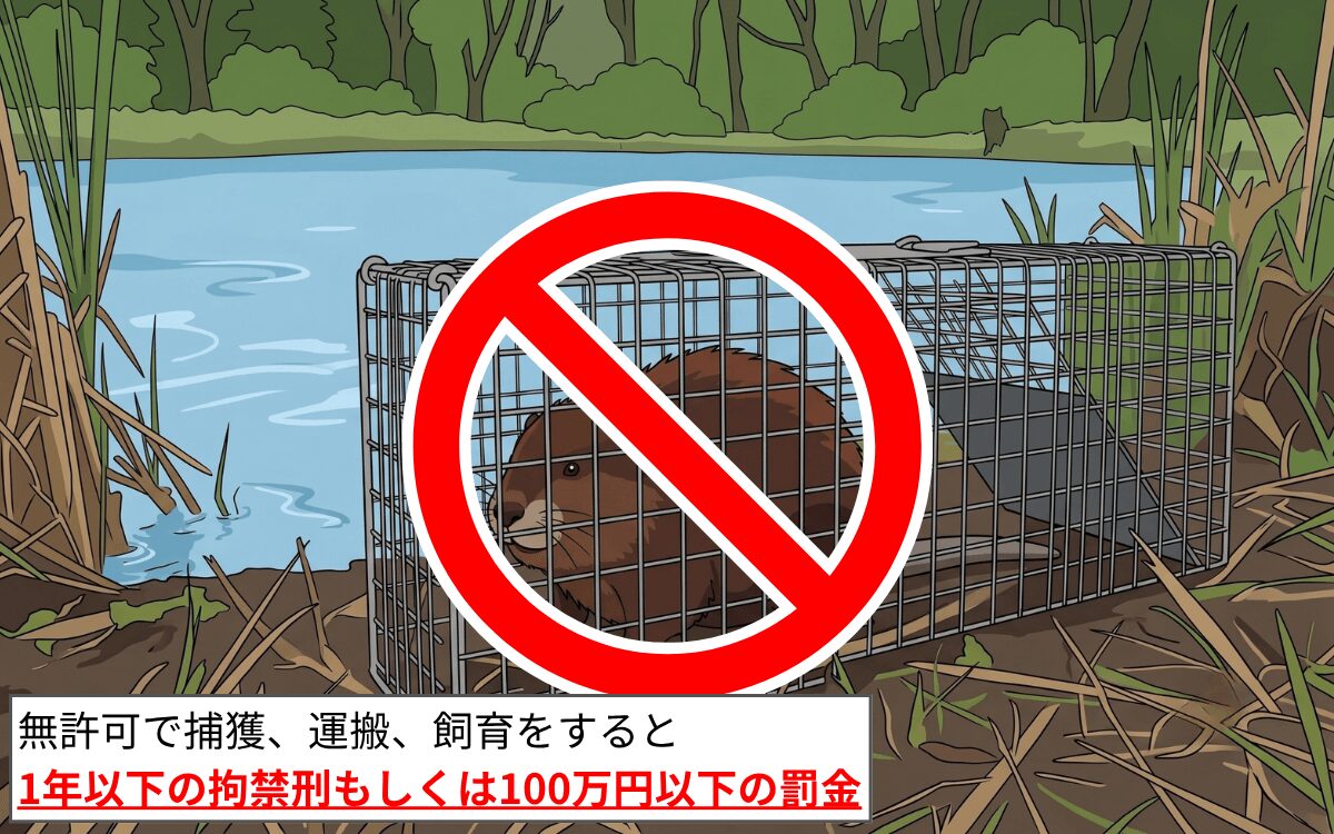 特定外来生物のため捕獲・飼育NG