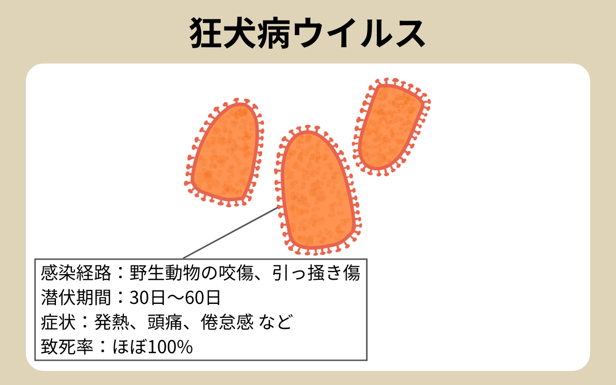 狂犬病ウイルス
