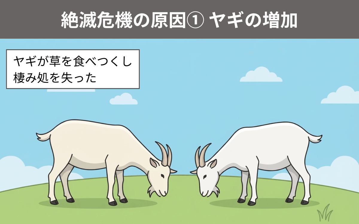 絶滅危機の原因①ヤギの増加