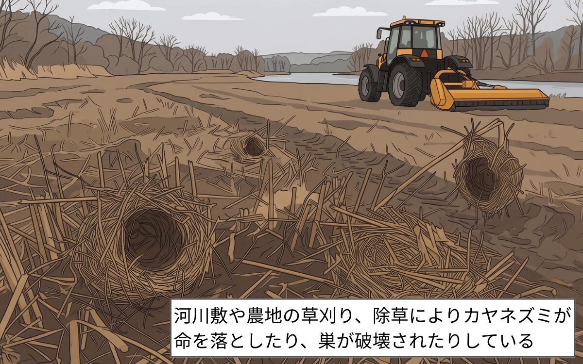 絶滅危機の原因③草刈り・除草