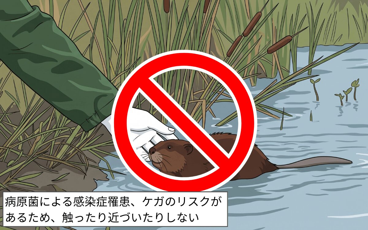 触ったり近づいたりしない