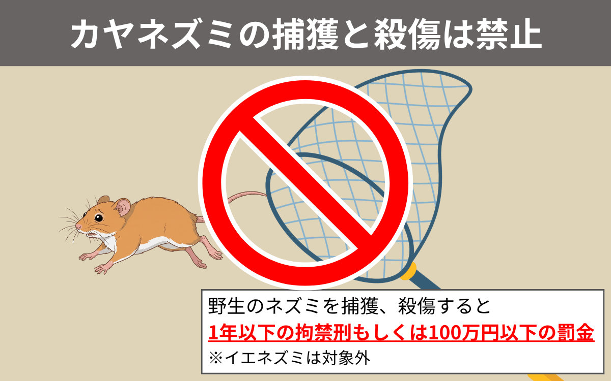 野生のカヤネズミを捕まえてはいけない