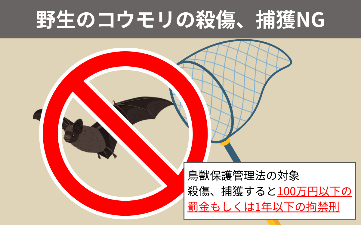 野生のコウモリの殺傷、捕獲NG