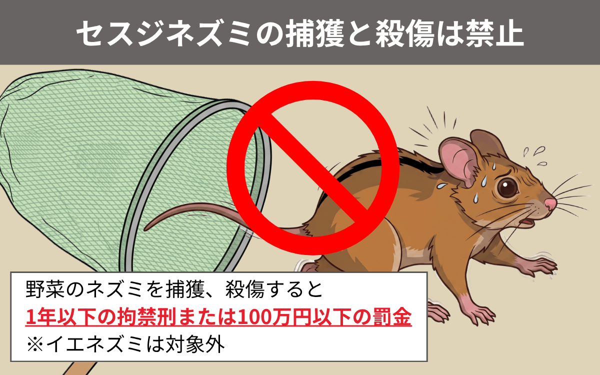野生のセスジネズミを捕まえてはいけない