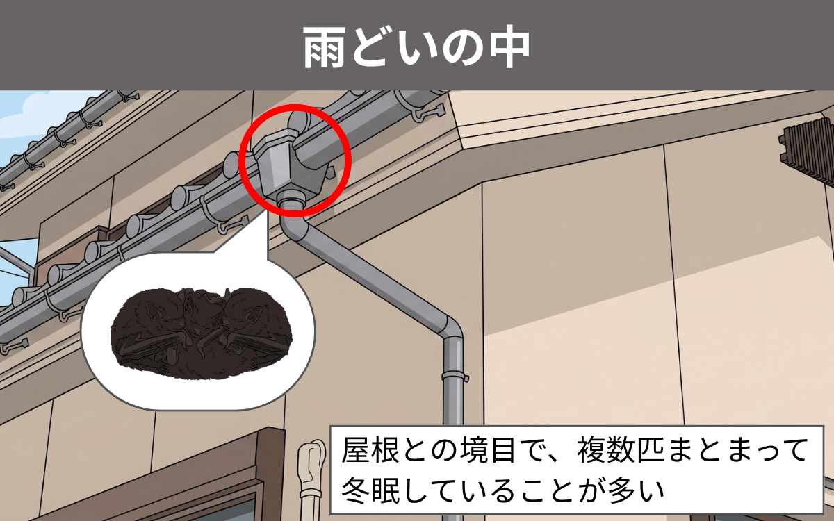 雨どいの中