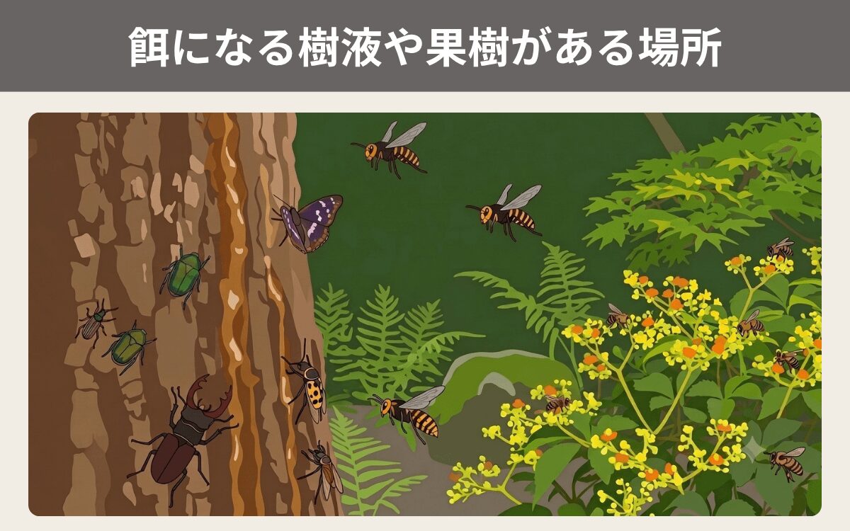 餌になる樹液や果樹がある場所