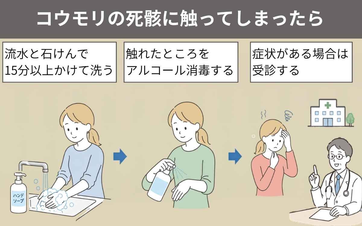 コウモリの死骸に触ってしまったら必ず洗浄、消毒!