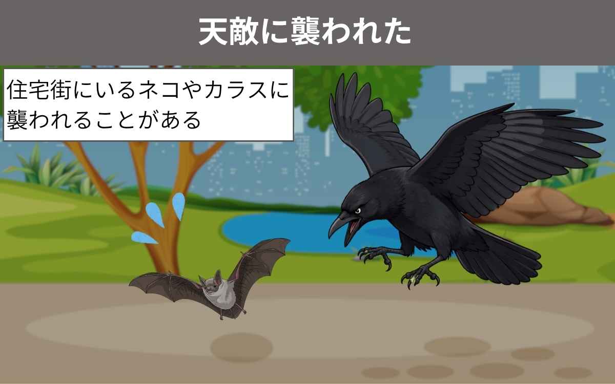 死因①天敵に襲われた