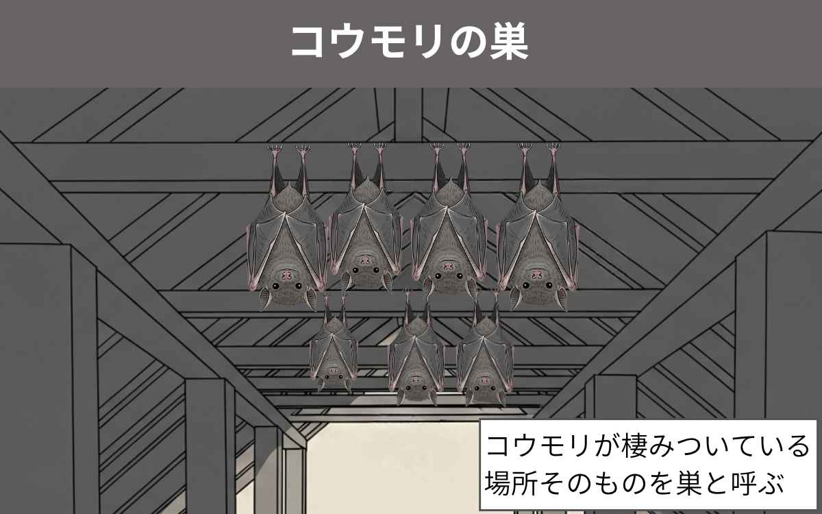コウモリの巣