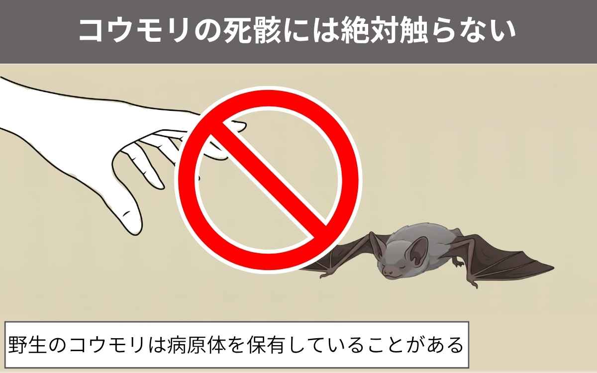 【注意】コウモリの死骸には絶対触らない!