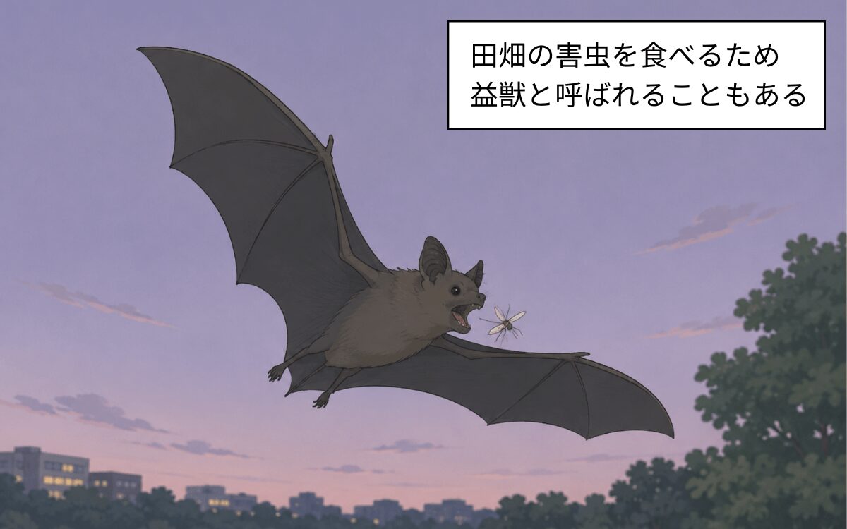 田畑の害虫を食べるコウモリ