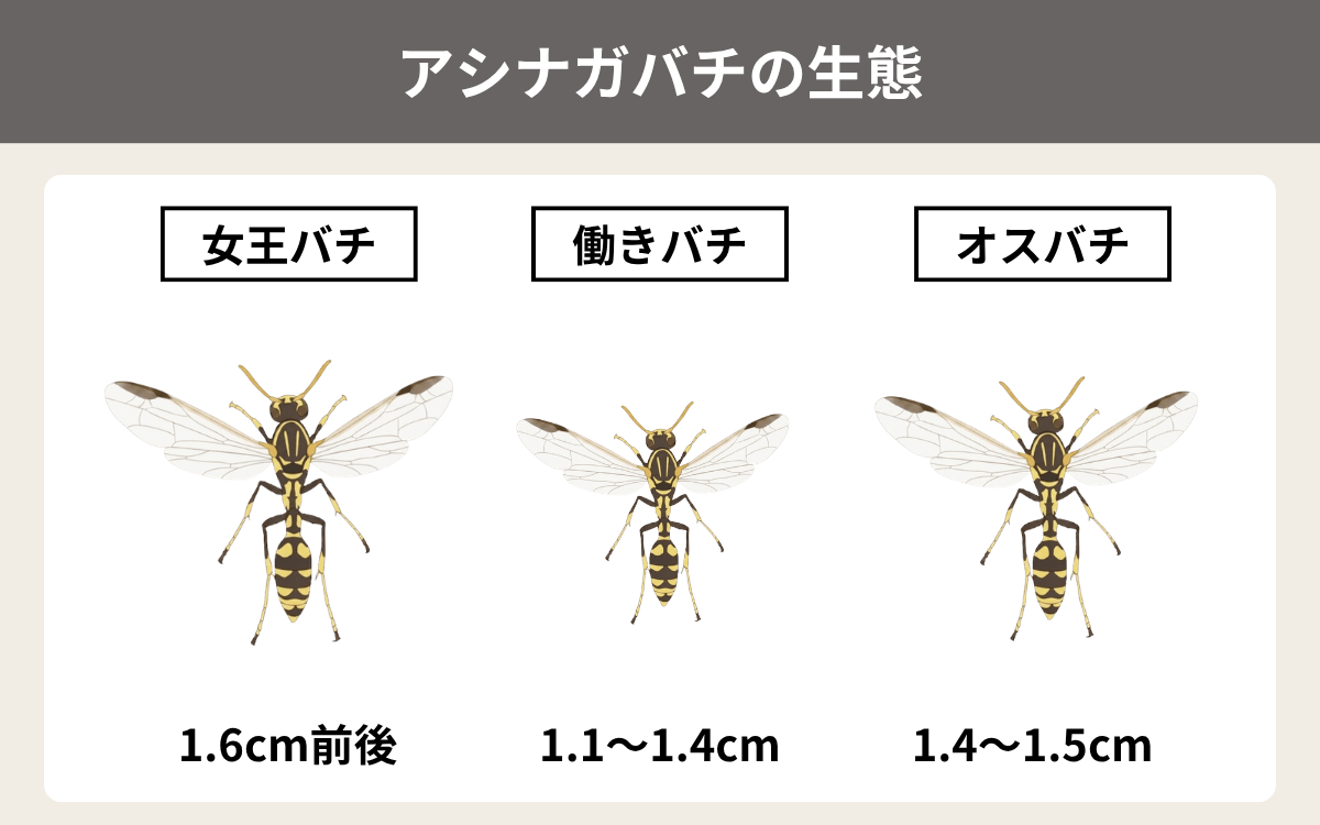アシナガバチの生態