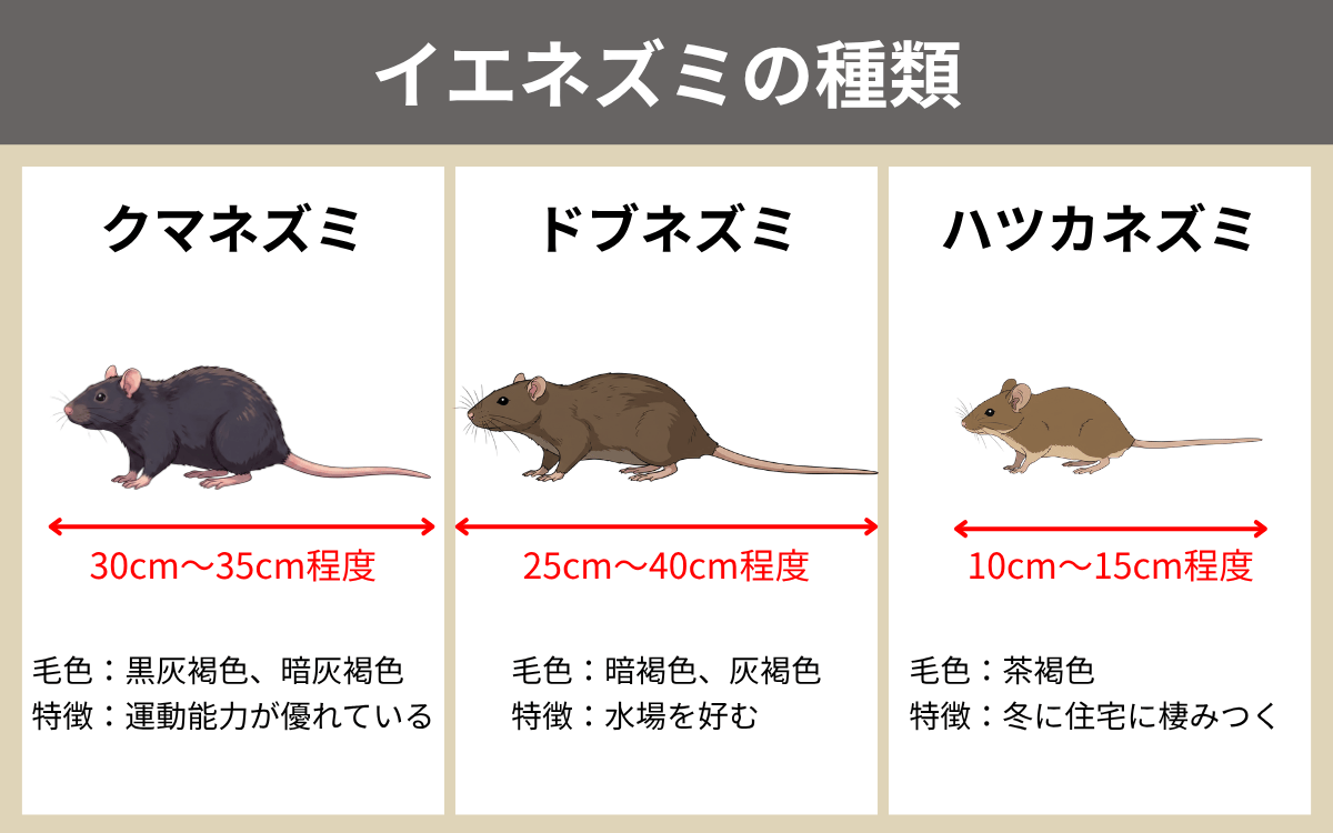 イエネズミの種類