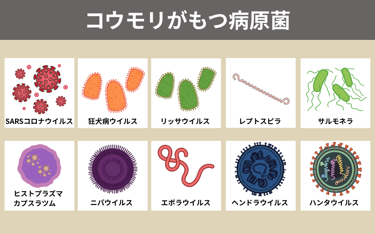 コウモリがもつ病原菌