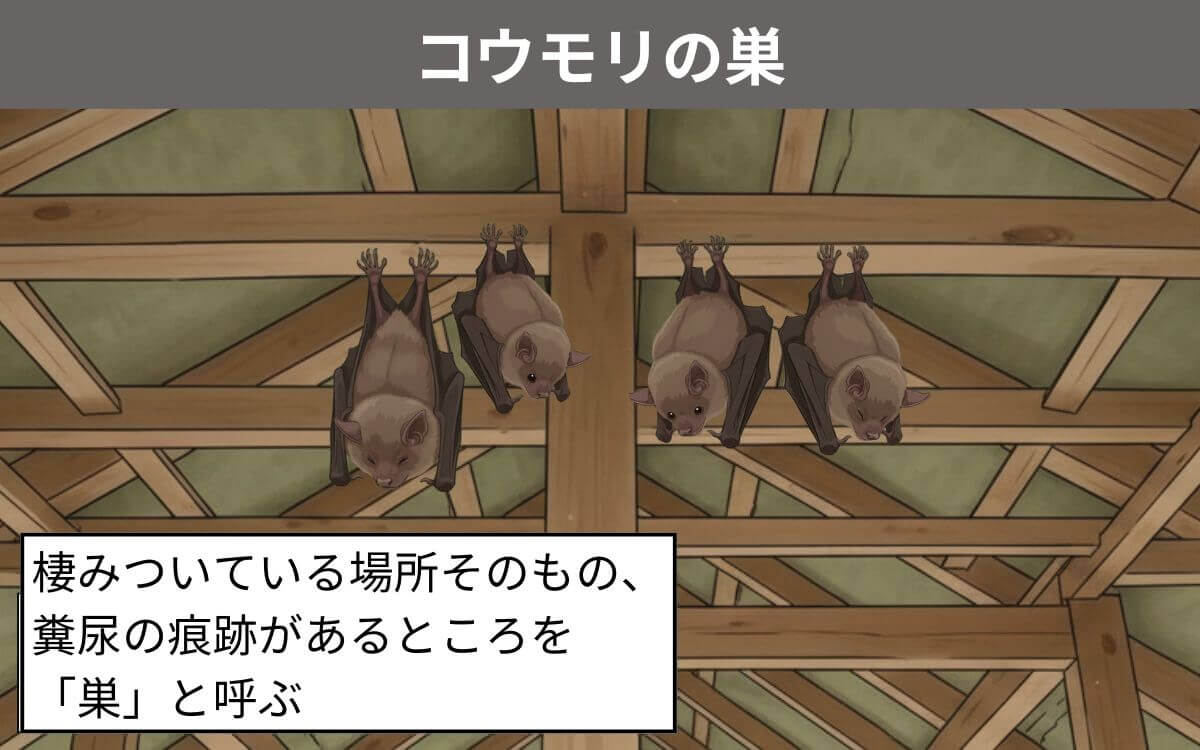 コウモリの巣