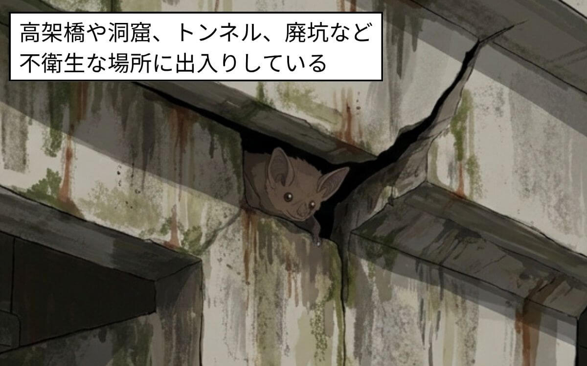 コウモリは不衛生な場所に出入りしている