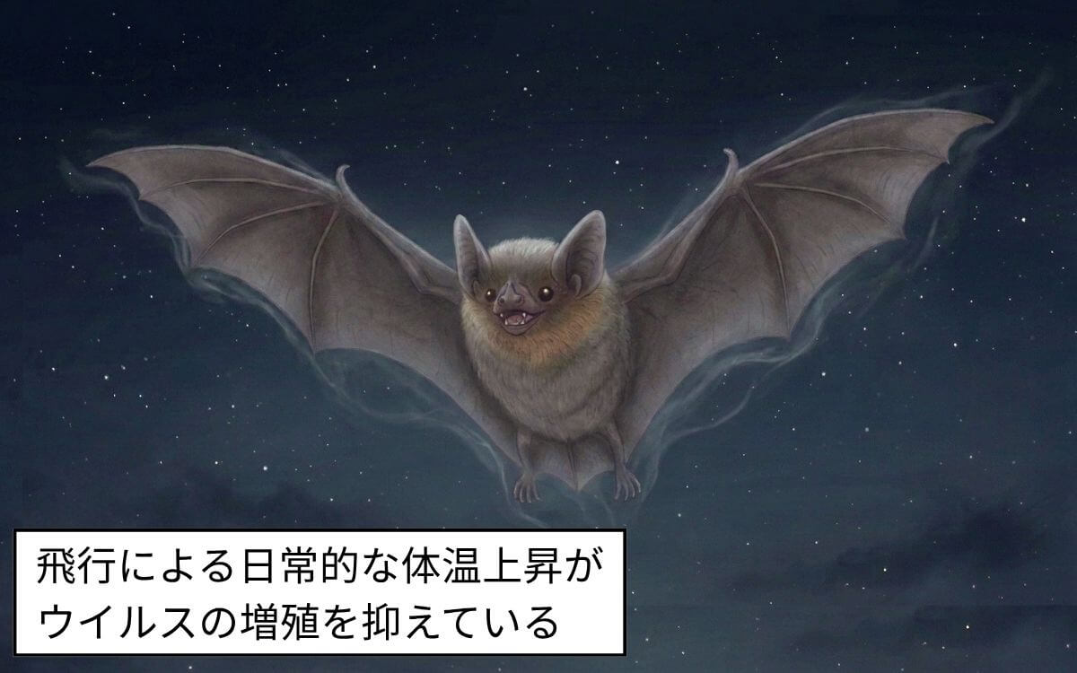 コウモリは感染しても重症化しにくい