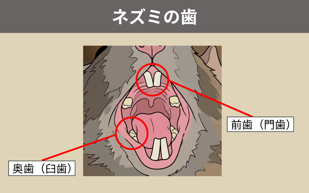 ネズミの歯