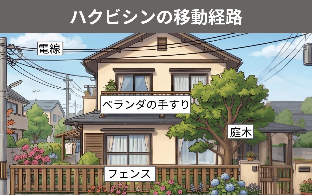 ハクビシンの移動経路