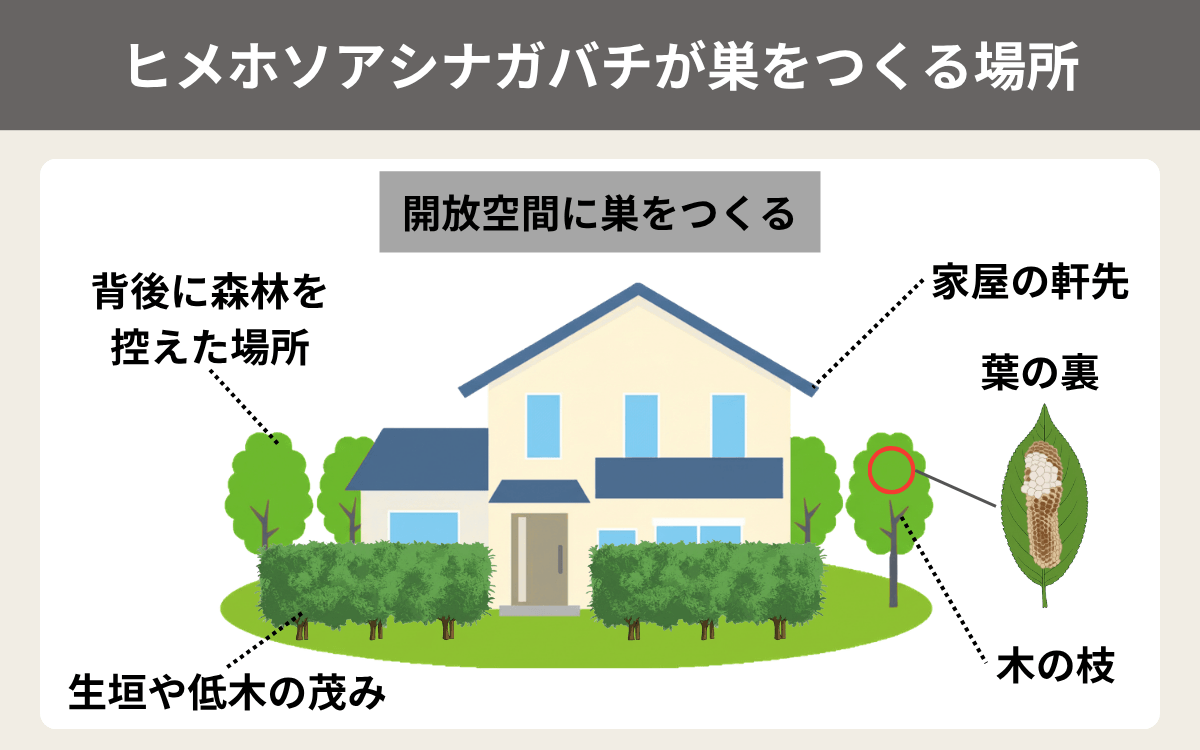 ヒメホソアシナガバチが巣をつくる場所