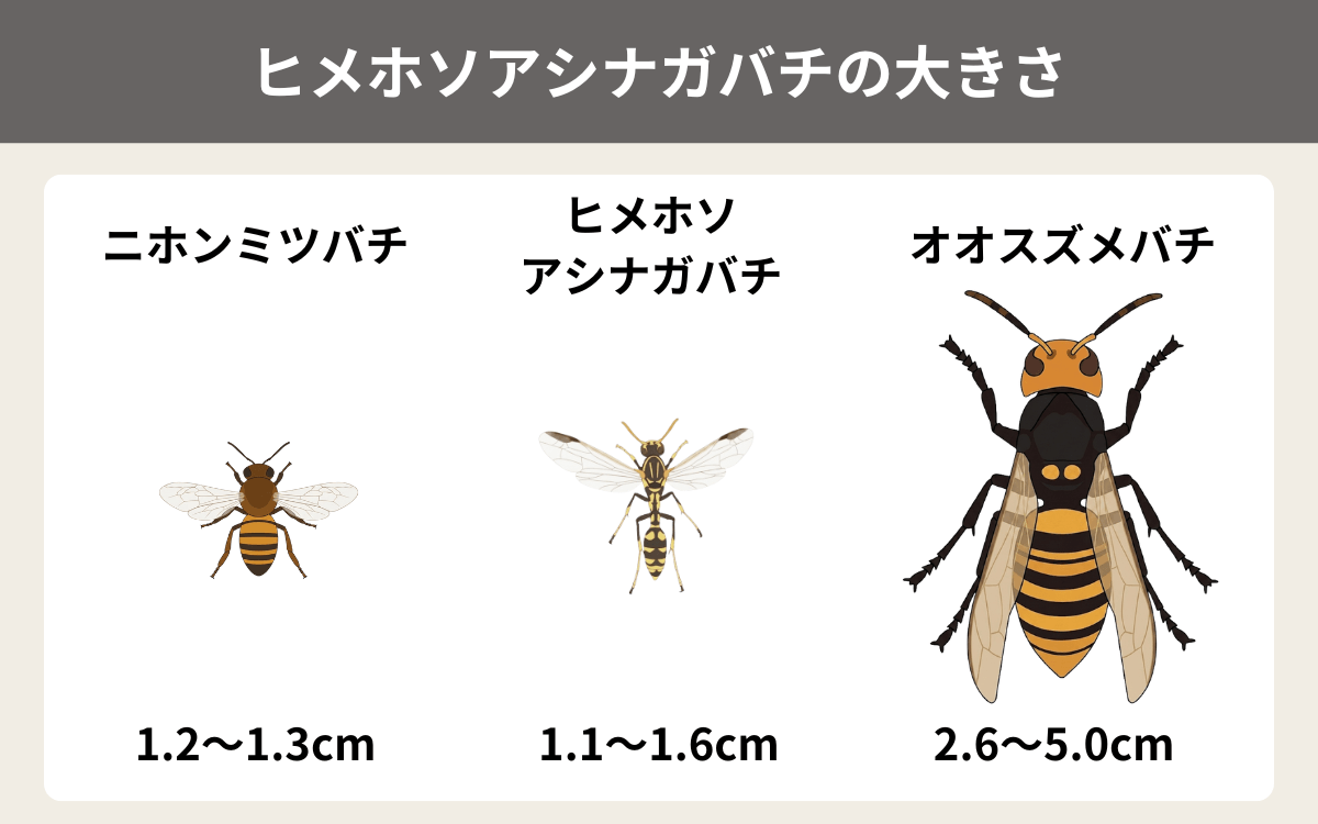 ヒメホソアシナガバチの大きさ