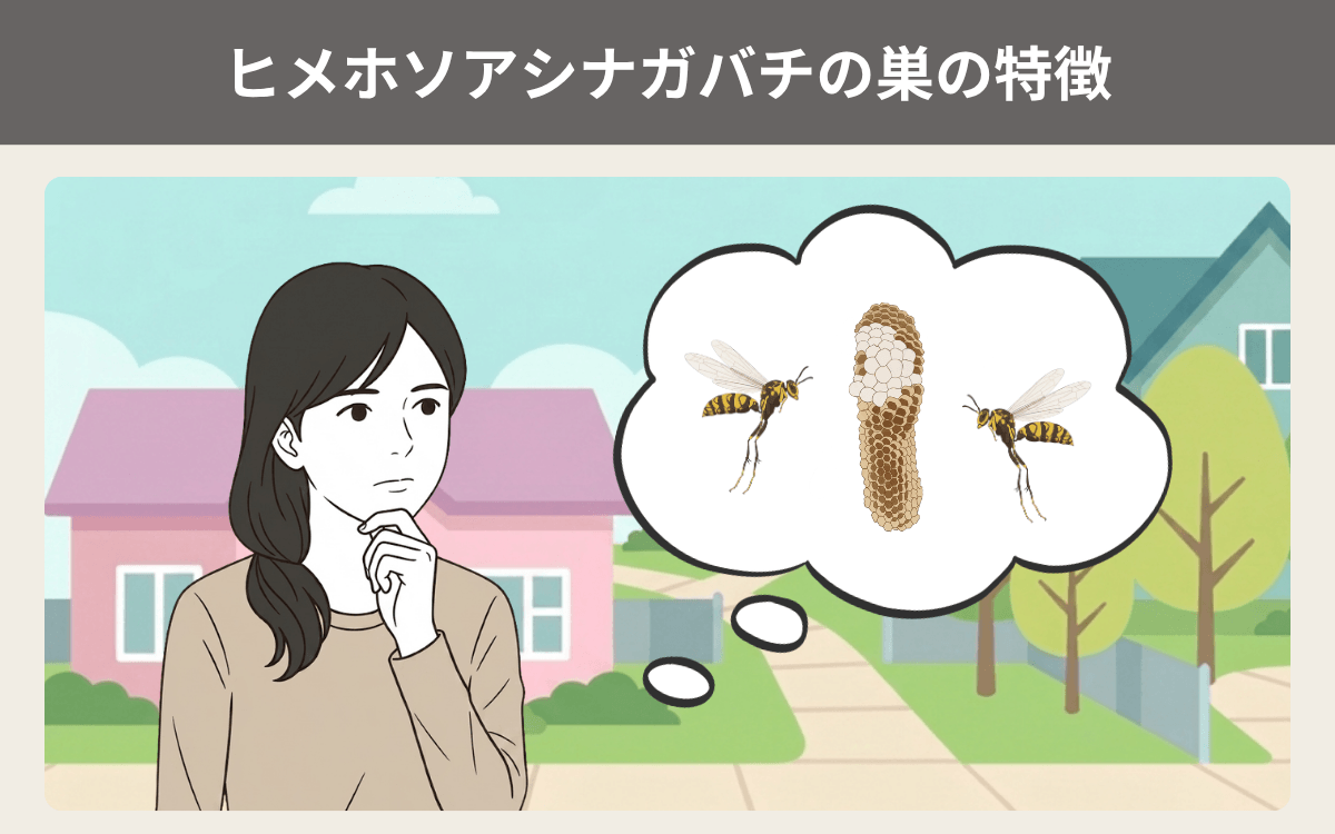 ヒメホソアシナガバチの巣の特徴