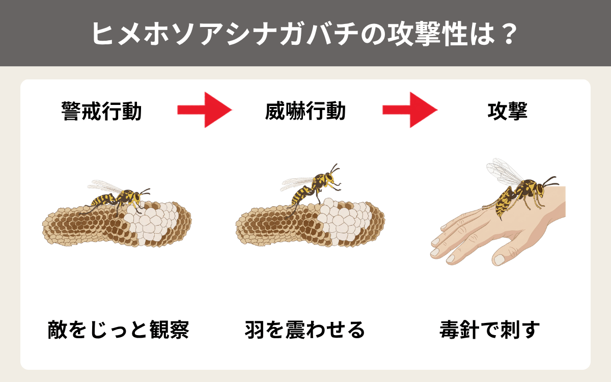 ヒメホソアシナガバチの攻撃性は？