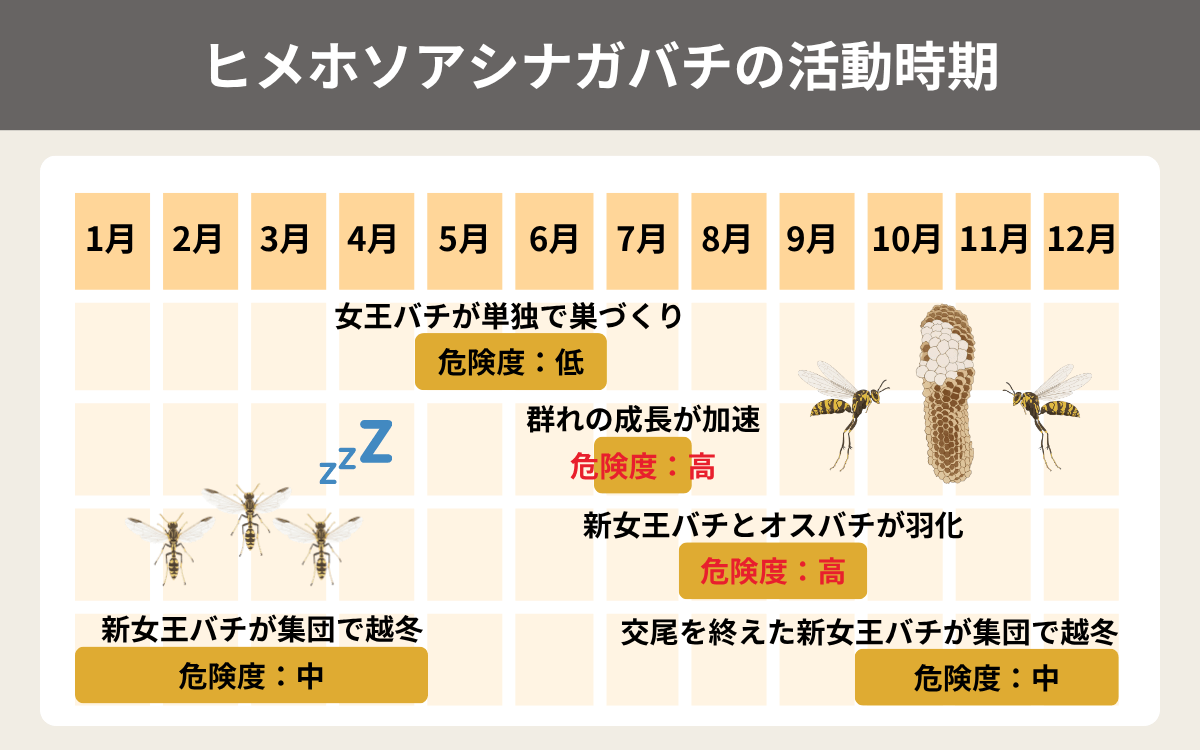 ヒメホソアシナガバチの活動時期