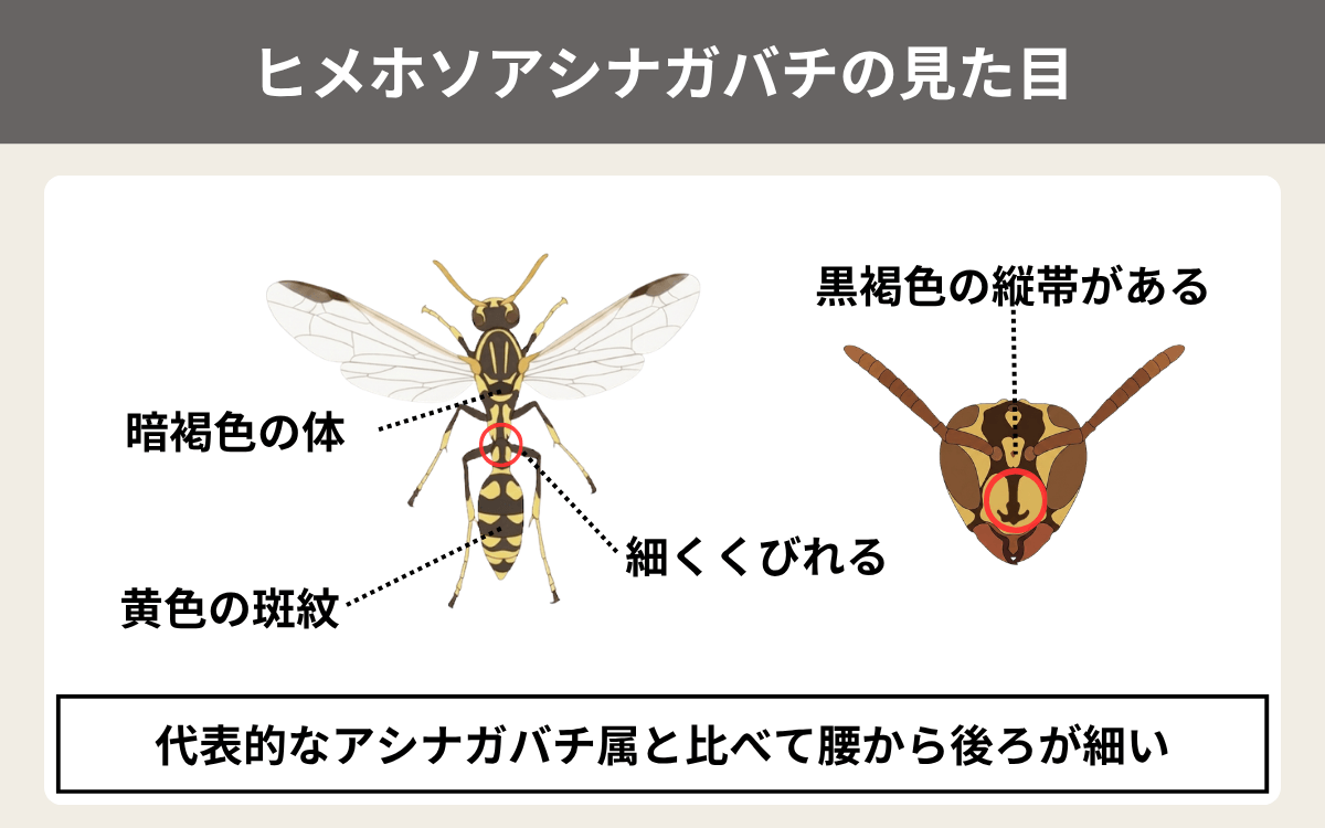 ヒメホソアシナガバチの見た目