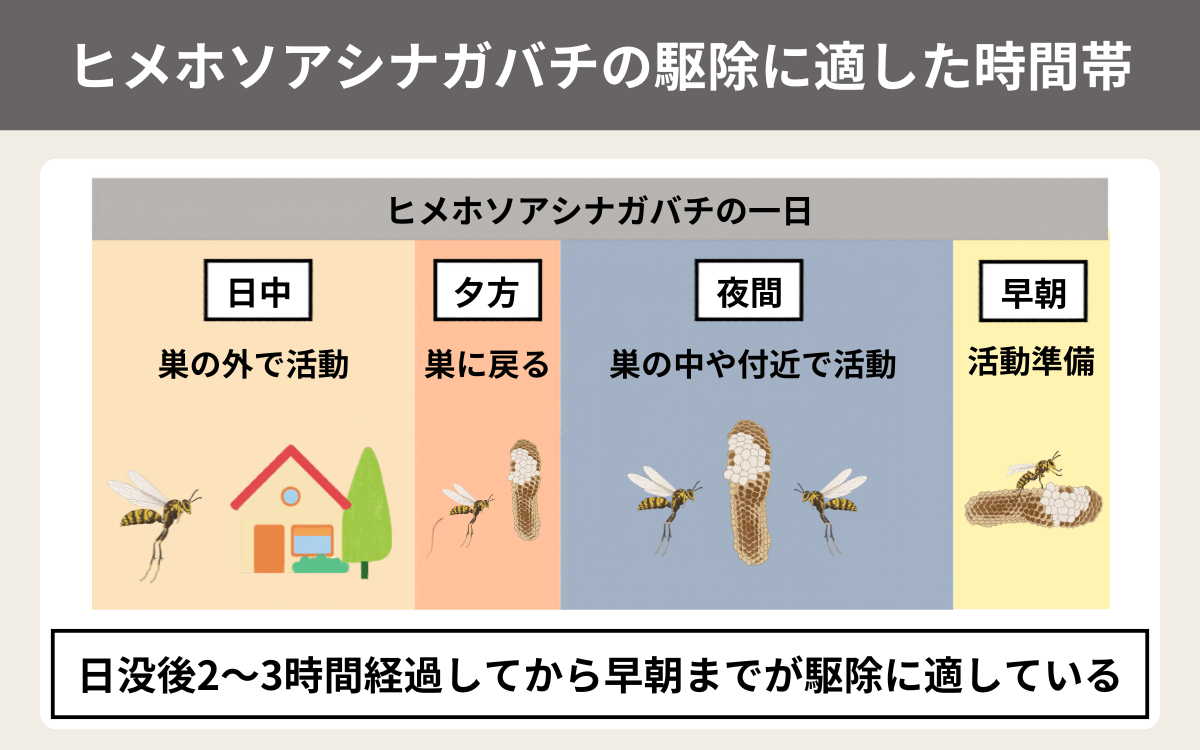 ヒメホソアシナガバチの駆除に適した時間帯